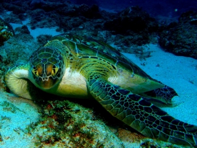 Green Turtle