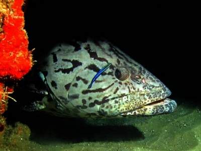 Potato Bass - 9 mile reef, Sodwana Bay