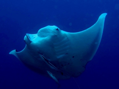 Manta Ray on Bikini, Two Mile Reef, Sodwana Bay
