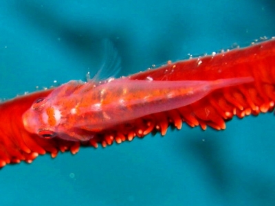 Whip Goby on Bikini Reef