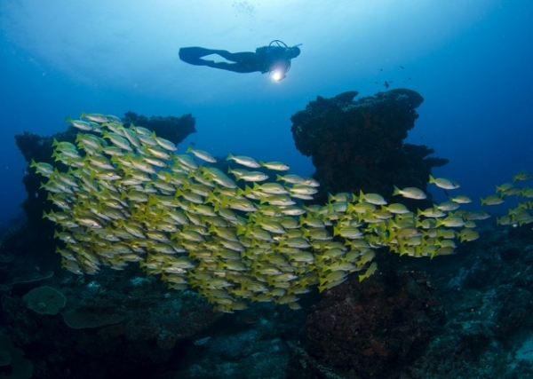 School of snappers at 7 Mile Reef, Sodwana Bay