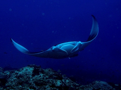Manta Ray - Stringer, on Two Mile Reef