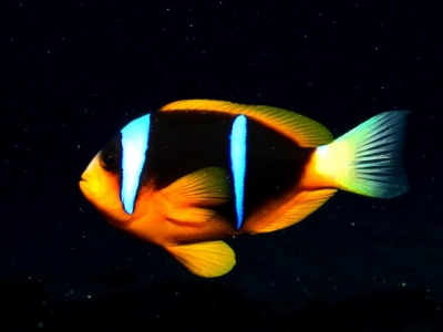 Twobar Fish on Bikini Reef, Two Mile