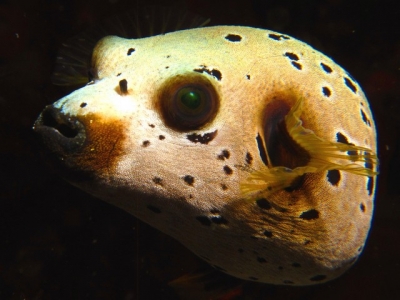 Blackspotted Puffer, 9 Mile Reef, Sodwana Bay