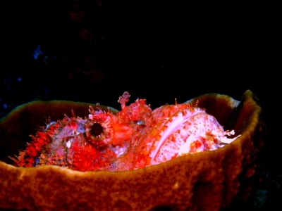 Raggy Scorpion Fish in a Cup Sponge