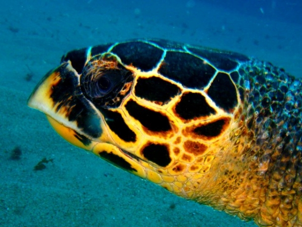 Loggerhead Turtle, Mellow Yellow, Two Mile reef