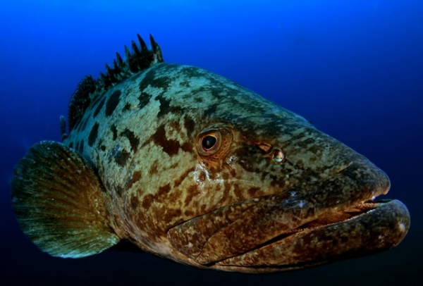 Friendly Potato Bass
