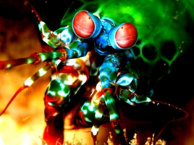Mantis Shrimp