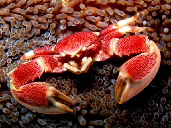 Crab on anemone photographed on Hopscotch - Two Mile Reef