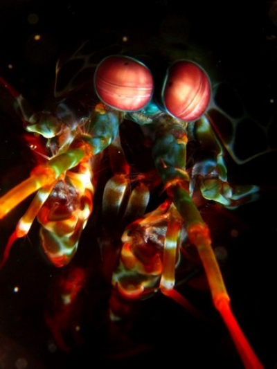 Mantis Shrimp